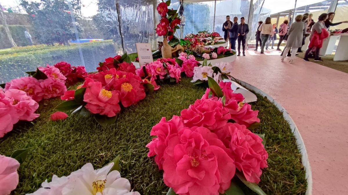 Así fue el paso de Cambados por la feria de la camelia de Celorico de Basto (Portugal)