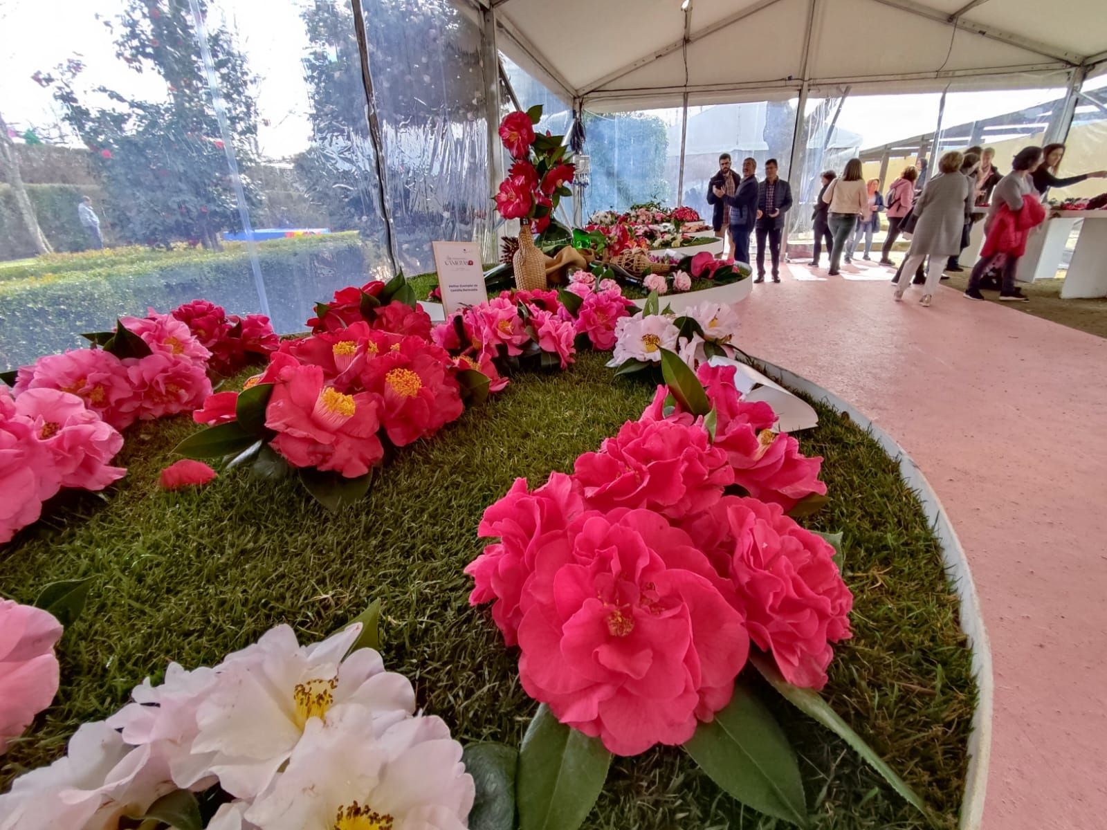 Cambados presumió de camelia en la feria de Celorico de Basto (Portugal).