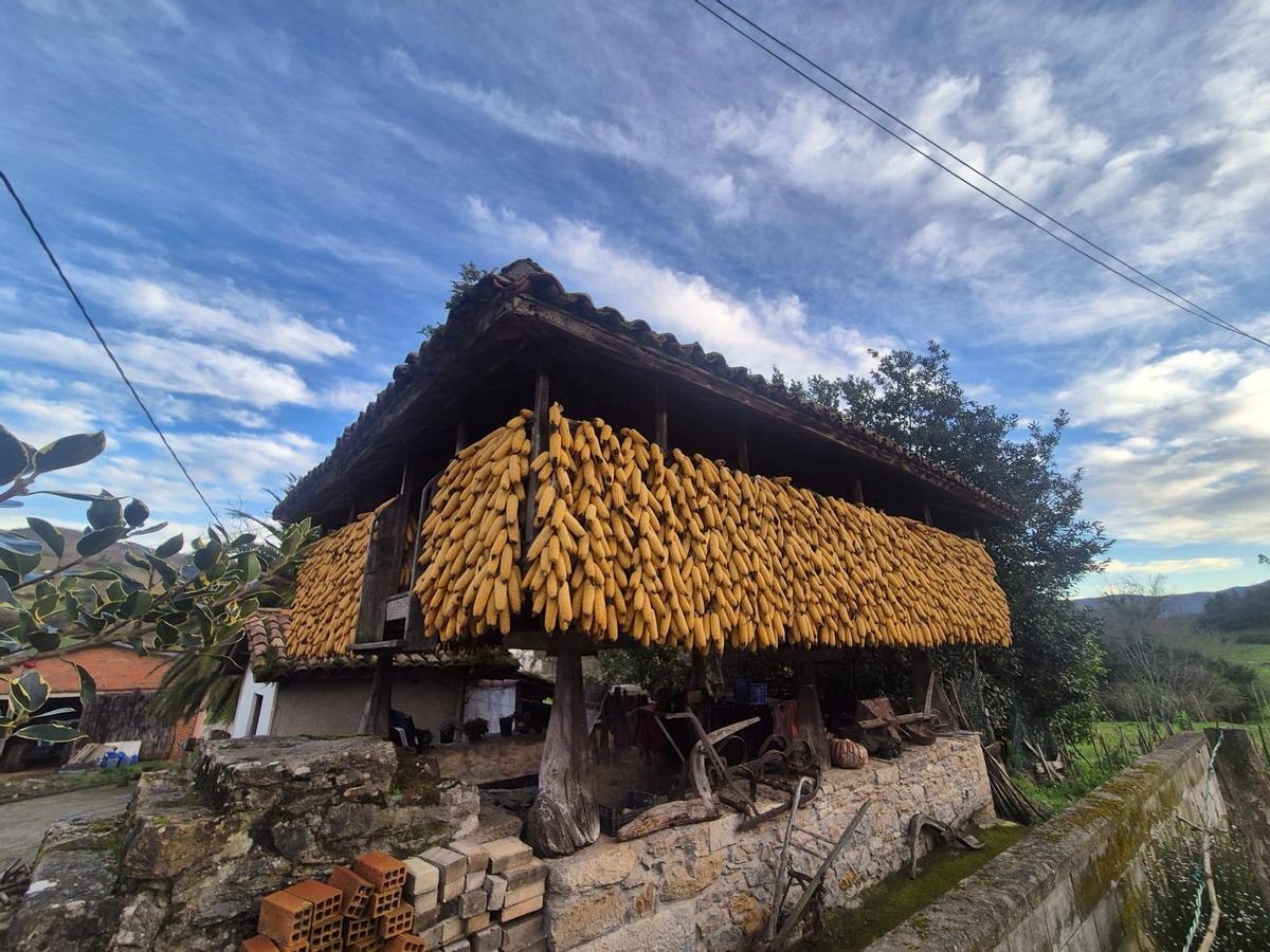 La segunda panera de Suárez, también cubierta de mazorcas de maíz.