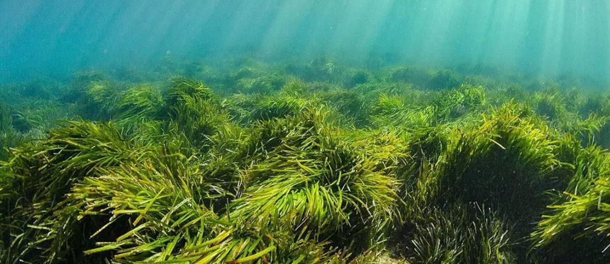Pradera de posidonia situada en la zona de sa Caleta.