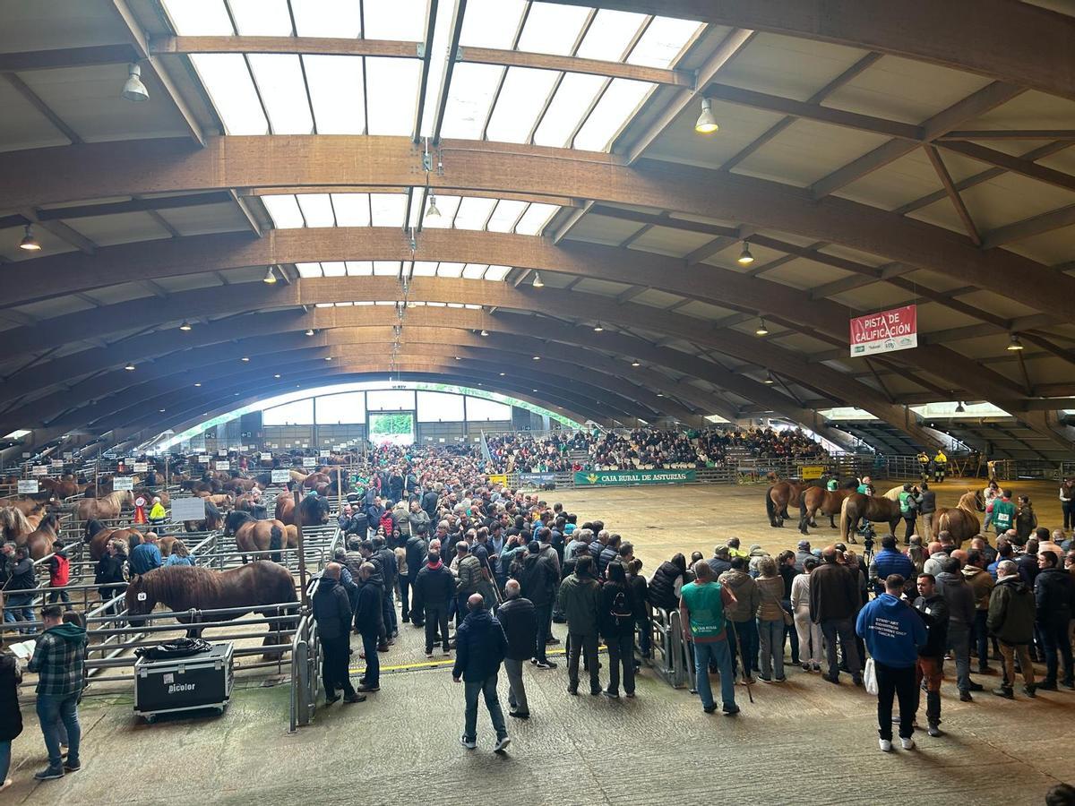 EN IMÁGENES: Concurso de Ganado Equino de la Montaña Asturiana en Pola de Siero EN IMÁGENES: Concurso de Ganado Equino de la Montaña Asturiana en Pola de Siero