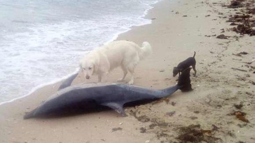 Delfín común varado el año pasado en la costa de O Grove. // Muñiz