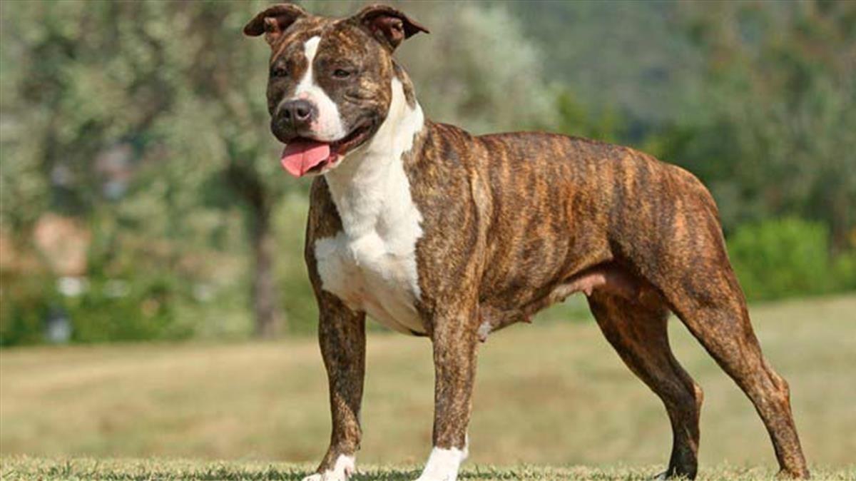 Imagen de archivo de un American Staffordshire Terrier.