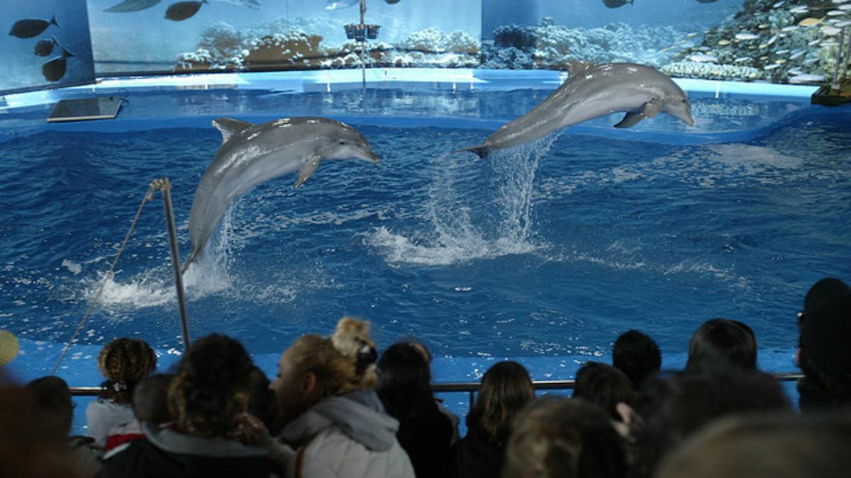Actuación de los delfines del Zoo de Barcelona.