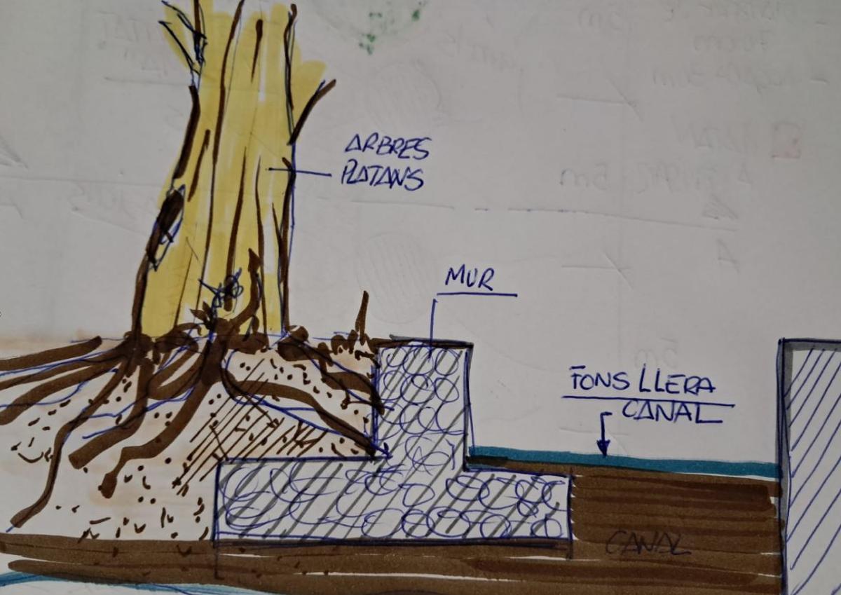 Dibuix explicatiu de l'arbre caigut.