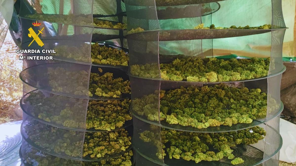 Desmantelada en Fayón una plantación de marihuana con más de 2.300 plantas