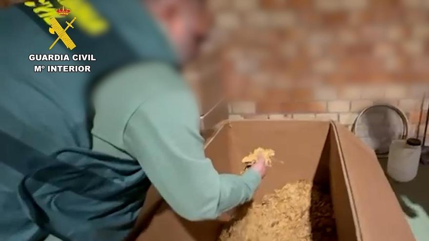 Un agente de la Guardia Civil inspecciona la picadura de tabaco intervenida en el desmantelamiento de una fábrica ilegal en Lucena.