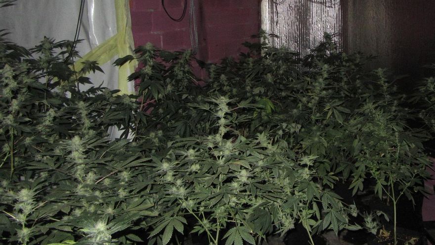 Detenido un vecino de Valga por una plantación de marihuana con 162 plantas