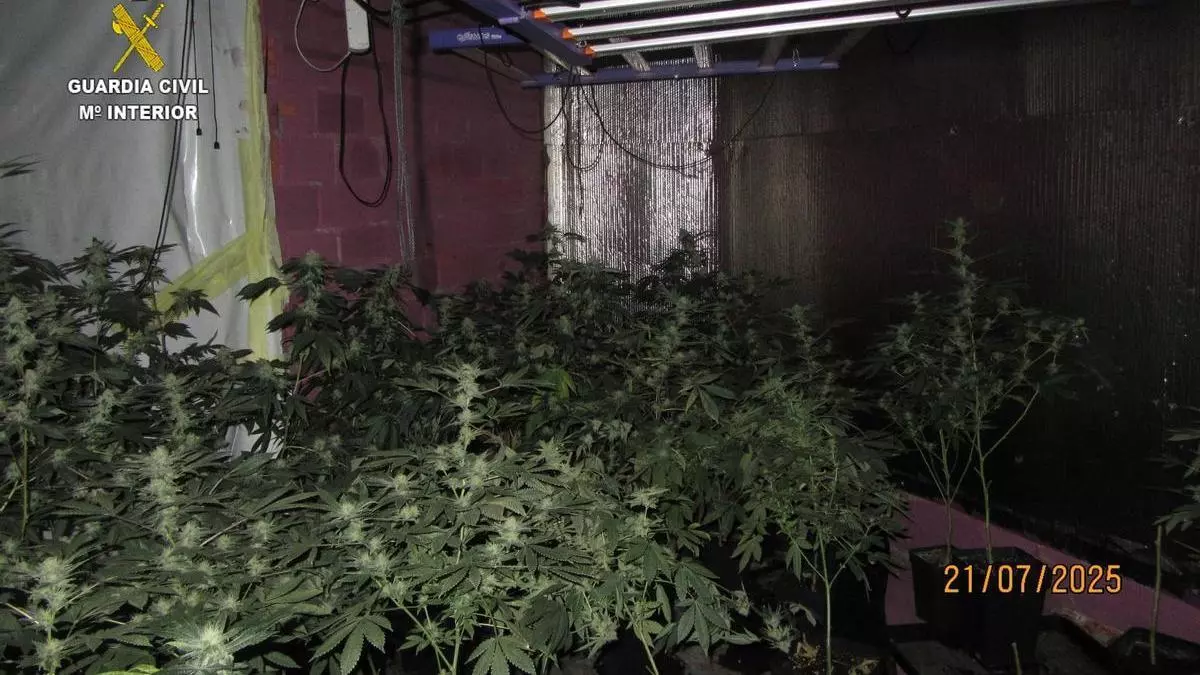 Detenido un vecino de Valga por una plantación de marihuana con 162 plantas
