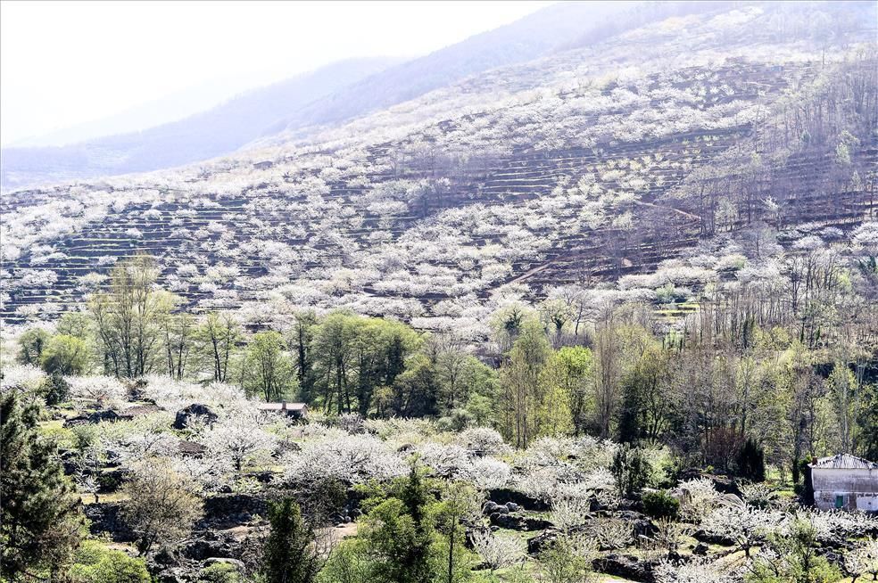 La eclosión del cerezo en flor