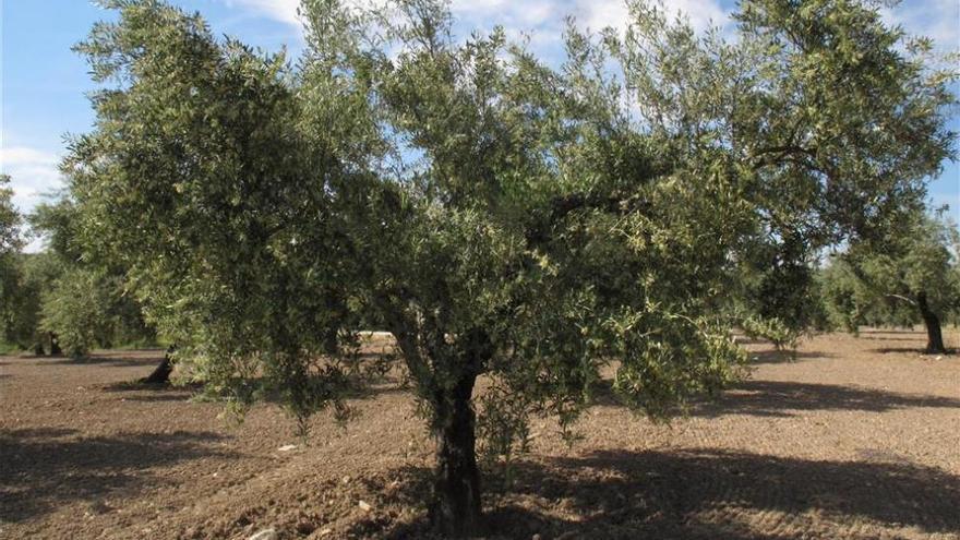 Les piden más de 300.000 euros por plantar olivos sobre unas ruinas romanas