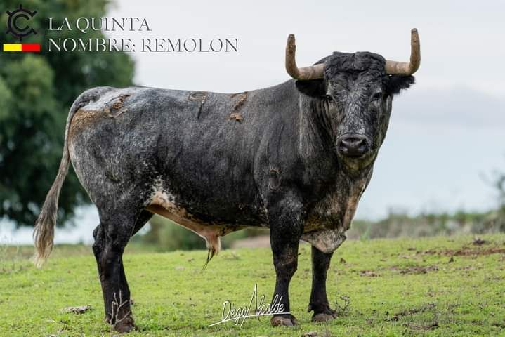 Los toros del Concurso Goyesco de Recortes de València