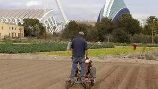 València pierde en diez años la mitad de la superficie de huerta cultivada