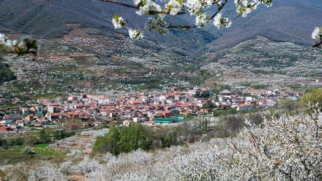Cerezo en Flor en Jerte.