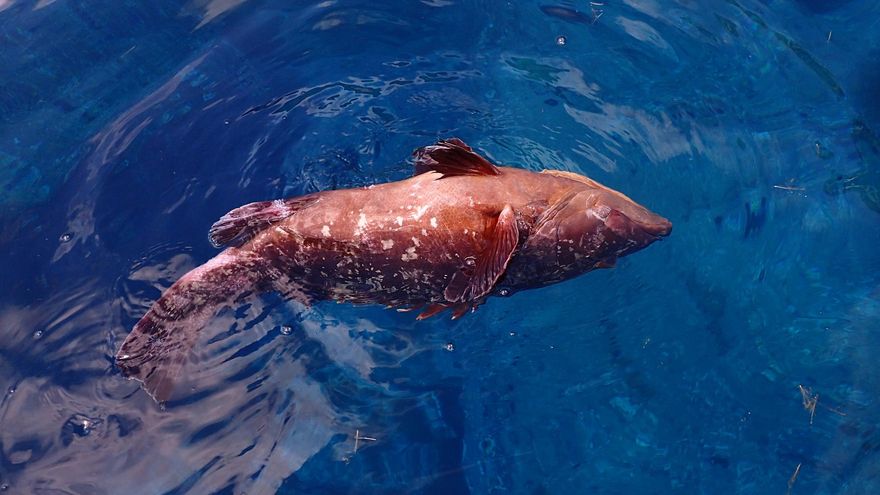 Mortandad de meros en el Mediterráneo español por un virus