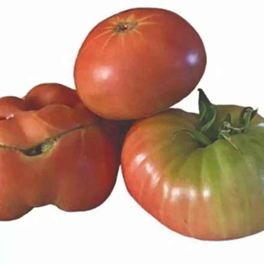 Tomate gigante rosa