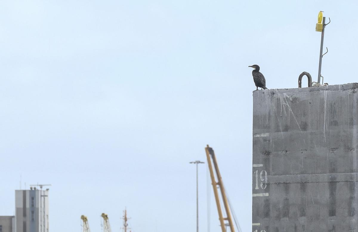 Cormoranes en los bloques de hormigón en Las Alcaravaneras Cormoranes en los bloques de hormigón en Las Alcaravaneras