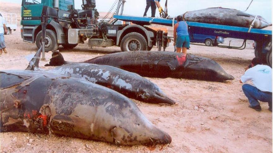 La ULPGC lidera un estudio sobre cetáceos que recomienda prohibir el sónar en Mediterráneo