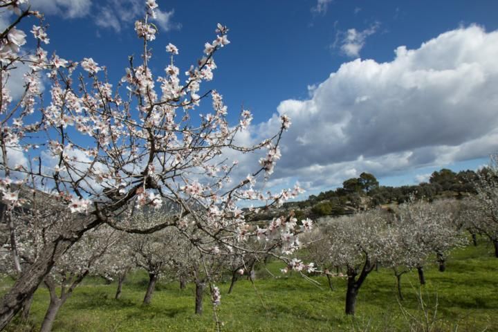 Mandelblüte auf Mallorca