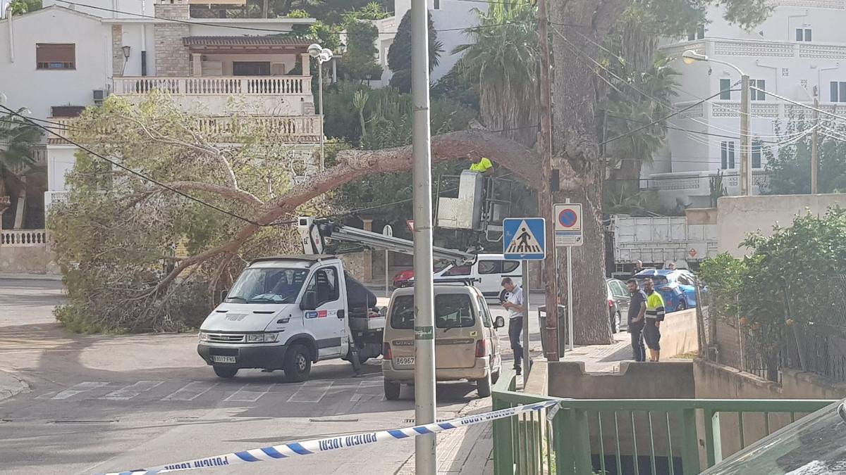 Der Wind wehte eine Kiefer im Carrer Palmira in Peguera um