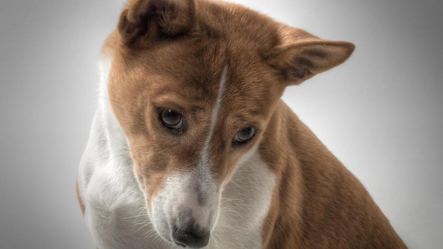 La única raza de perro que no ladra y cuyo sonido se parece al de los gatos. ¿Por qué?