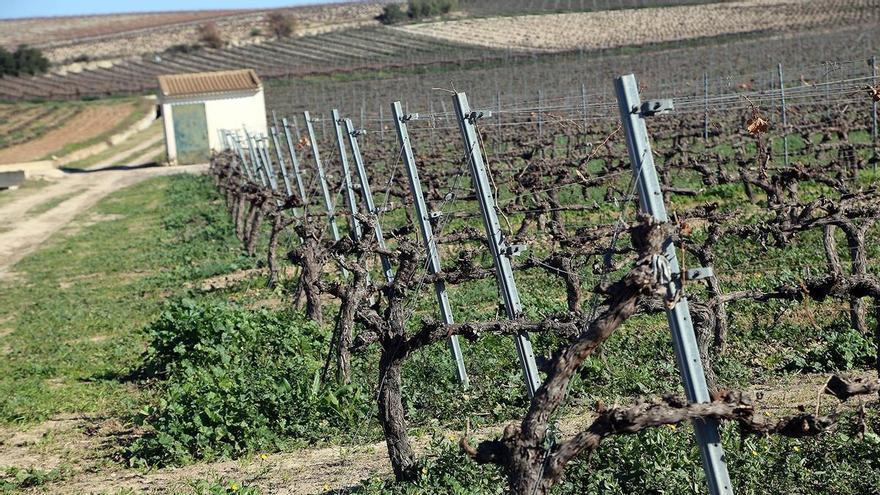 Montilla-Moriles registra los mejores datos pluviométricos de los últimos años