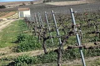 Los viticultores cordobeses pueden solicitar hasta el 19 de marzo las ayudas para la reestructuración y reconversión del viñedo