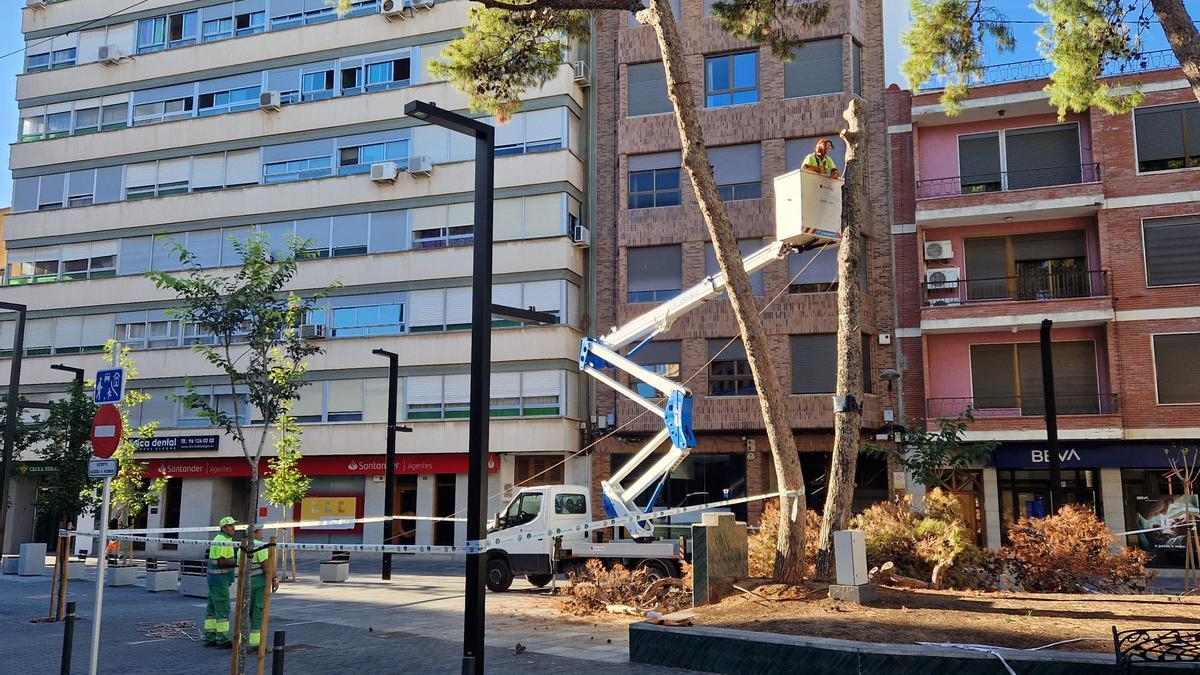 Albal tala un pino centenario enfermo en la Plaza El Jardí.