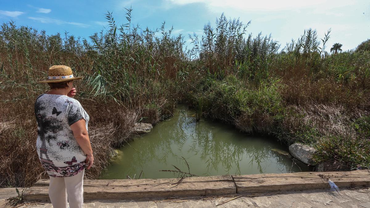 Las cañas taponan cauces y barrancos aumentando el riesgo de inundación ante una DANA