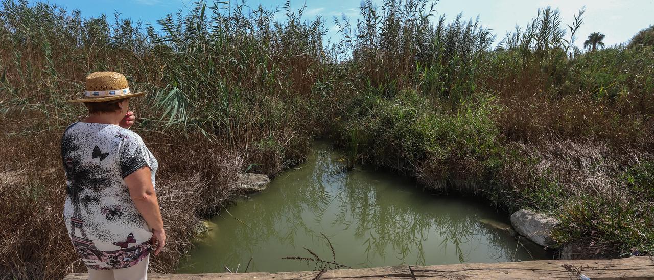 Las cañas, un peligro en caso de gota fría en Alicante