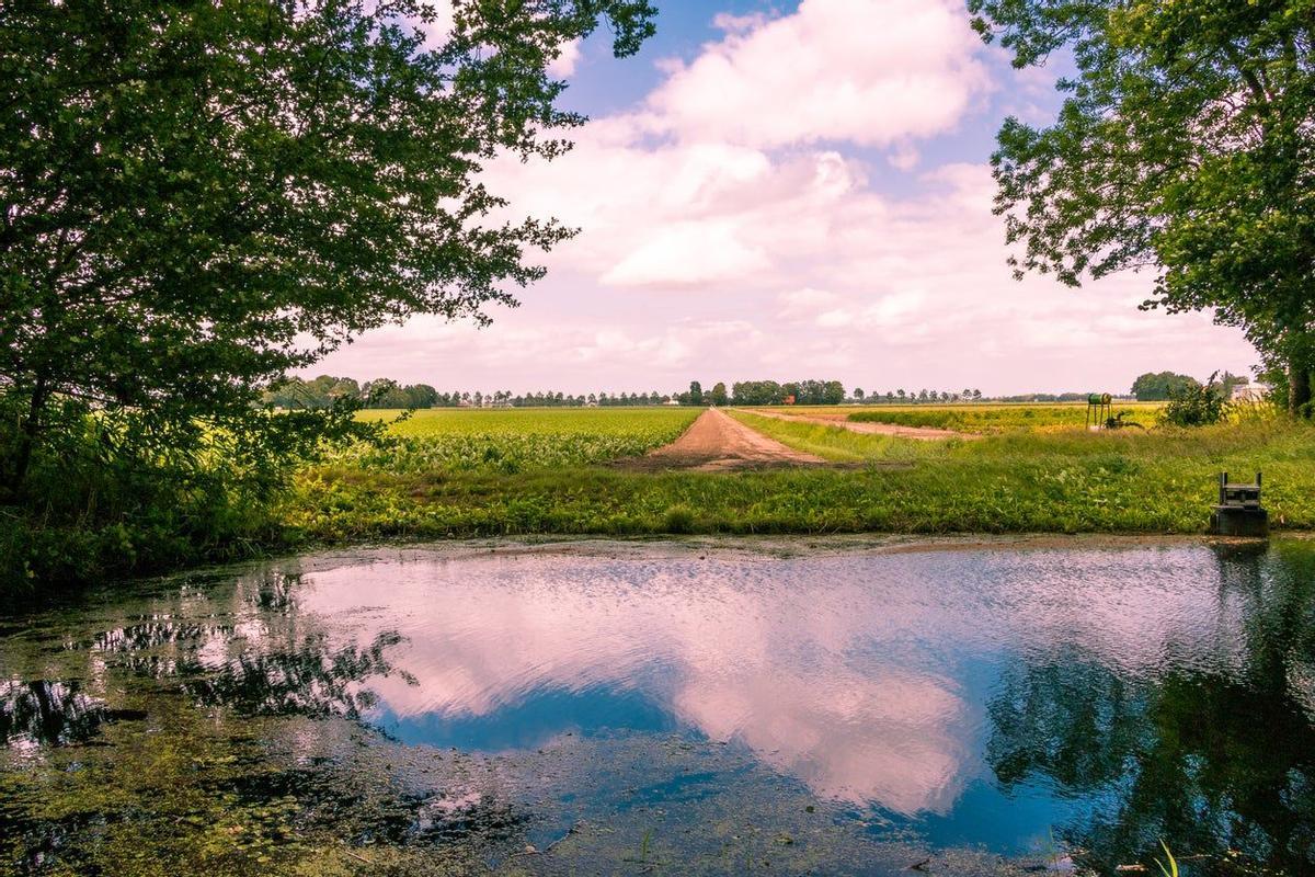 Waterloopbos, Holanda