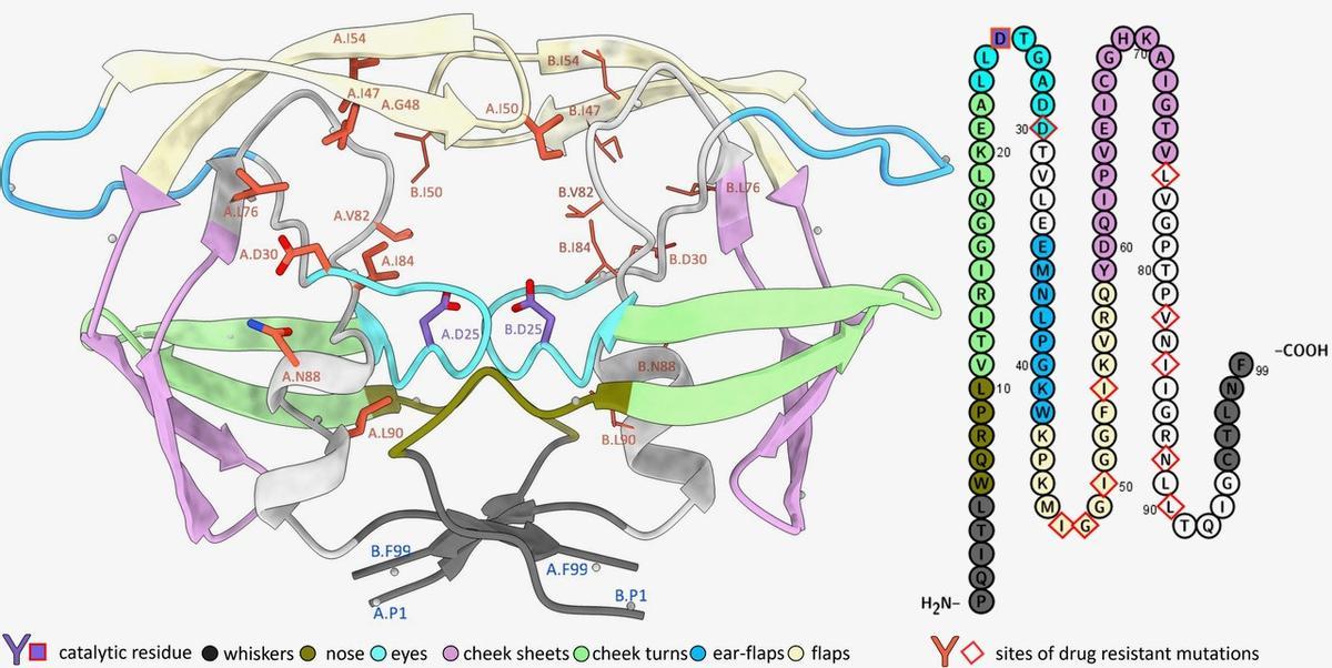 Estructura molecular de la proteasa del VIH-1. Los principales residuos de la proteína donde ocurren mutaciones que producen resistencia a medicamentos aparecen en color naranja.
