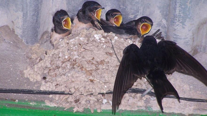 Els principals tipus d’aus urbanes insectívores estan en clar declivi