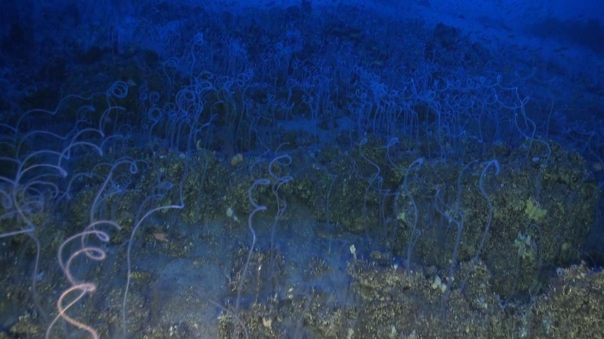 Bosque de coral negro en el Mar de las Calmas a 130 m (El Hierro).