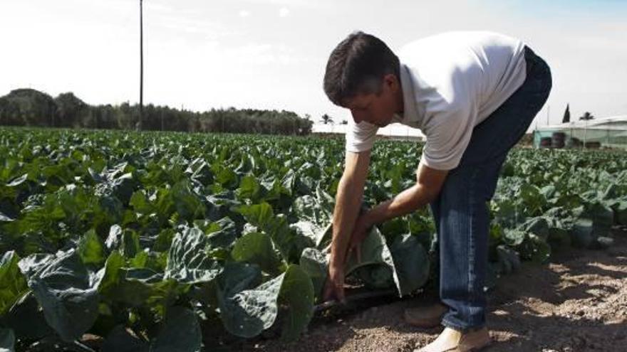 Los altos costes  eléctricos ponen en riesgo el cultivo de regadío