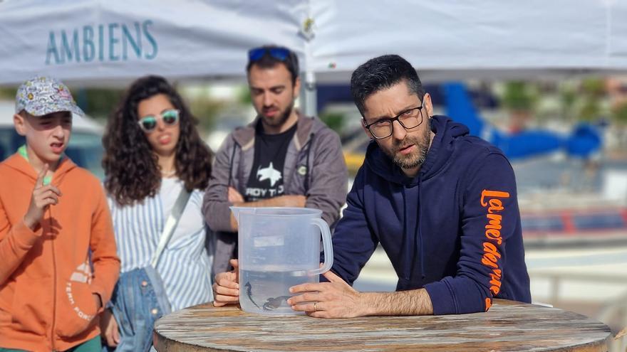 Sueltan caballitos de mar en las playas de Alboraia para conservar la biodiversidad marina