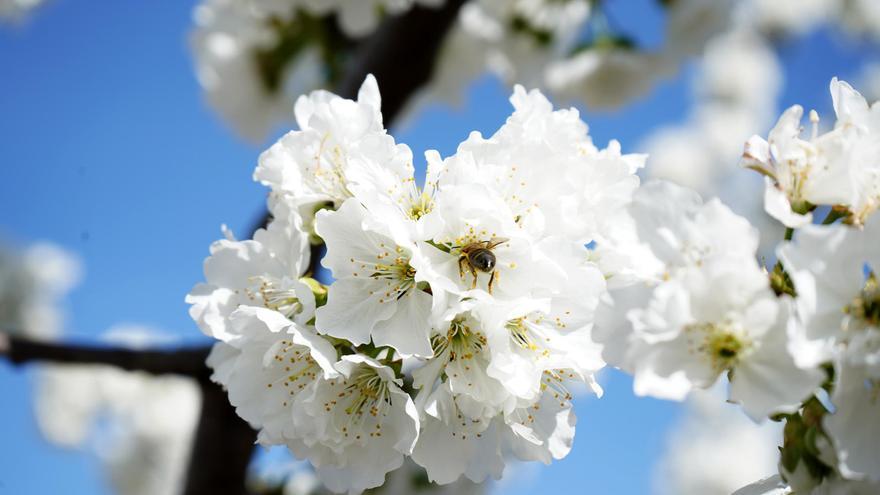 La ruta del cerezo en flor y otros frutales por Extremadura y Andalucía  para este 2023 que propone Traveler