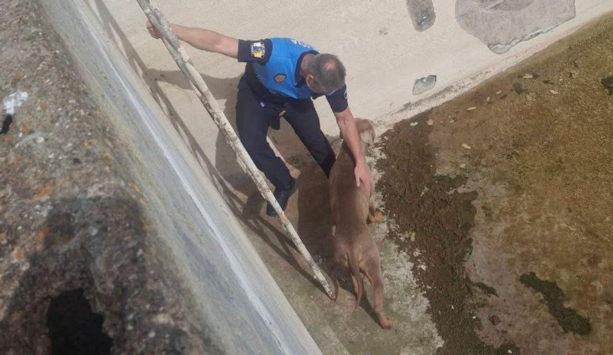 Rescate del perro