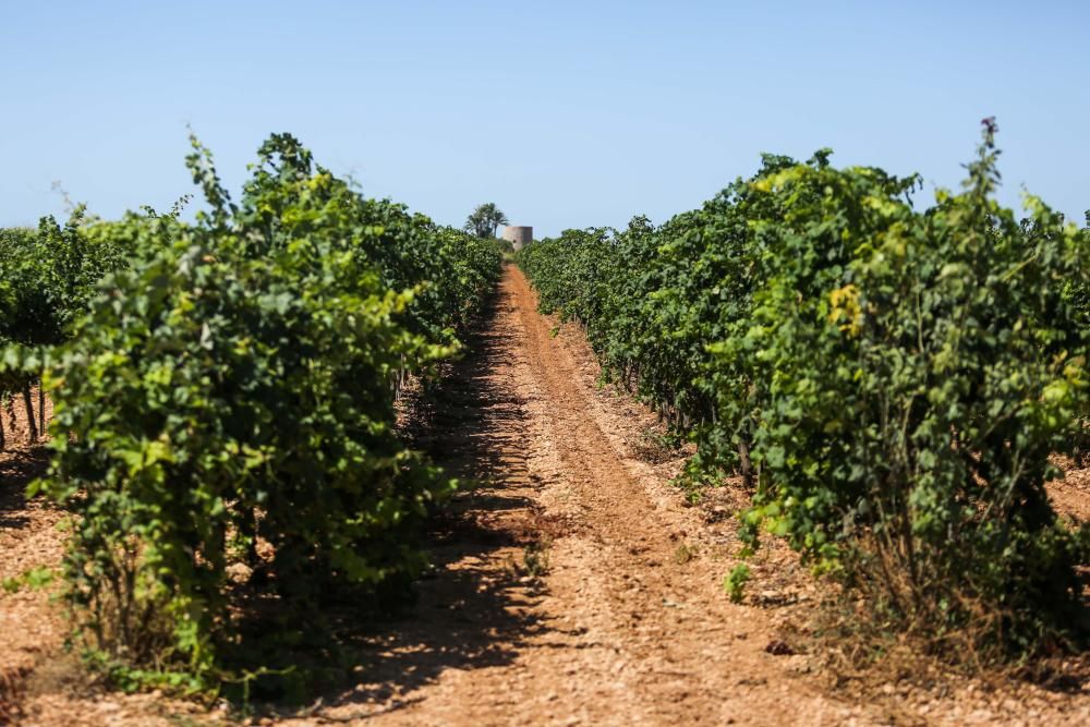 Termina la recolección de uva para el vino blanco