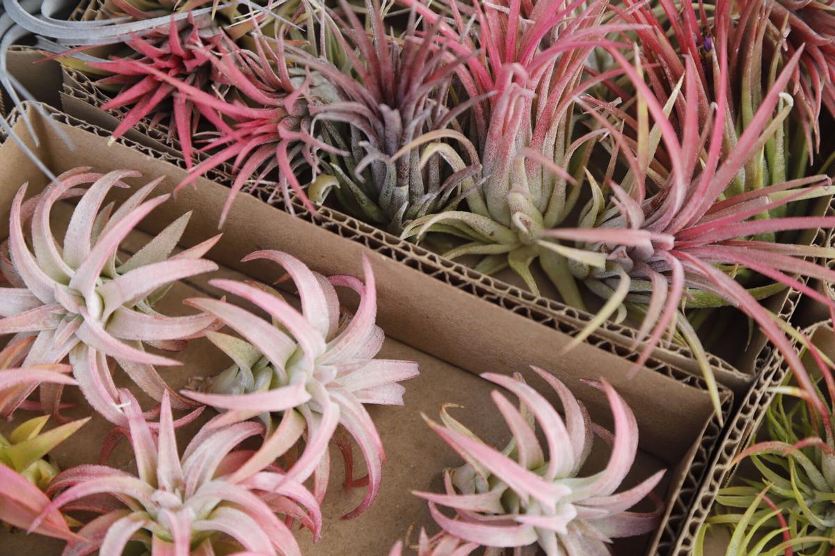 El mercado de las flores de colección de Córdoba, en imágenes