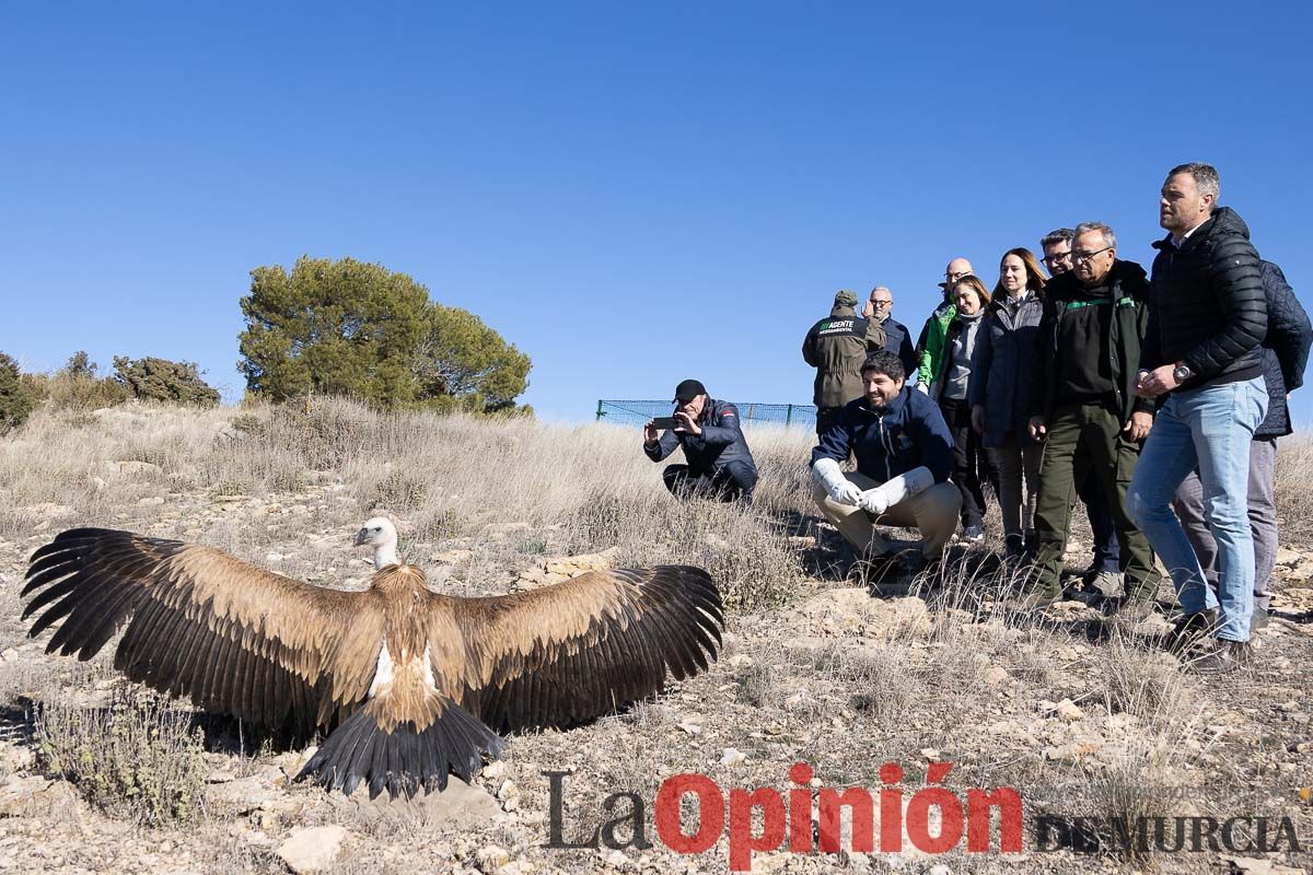 Suelta de dos buitres leonados en la Sierra de Mojantes en Caravaca