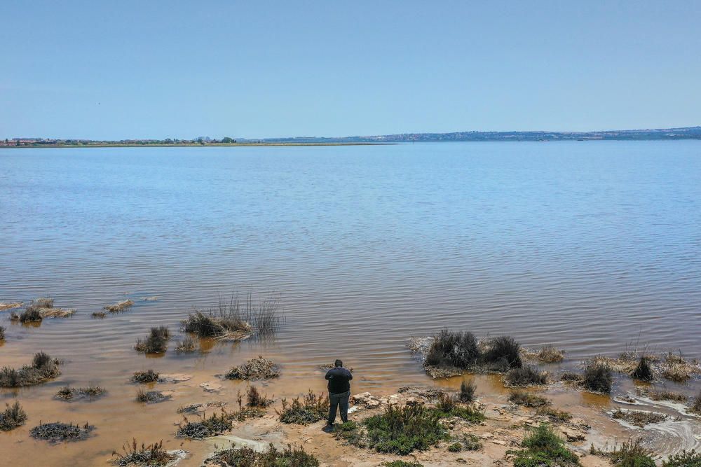 Las orillas de la laguna de Torrevieja no solo han perdido su pigmentación rosa. También las formaciones salinas. Las aguas han inundado las "playas" de sal y buena parte de la vegetación de saladar, adaptada a este tipo de situaciones.