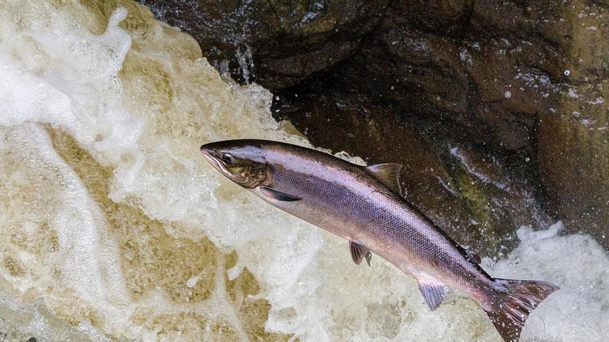 El 42% de los peces de río en Europa están amenazados de extinción: estas son las causas