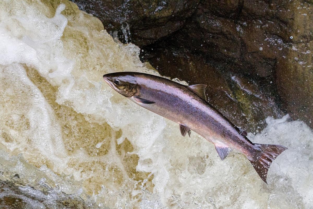 El salmón, una de las especies de río más amenazadas en España