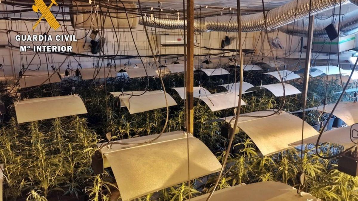 Plantas de marihuana descubiertas por la Guardia Civil.