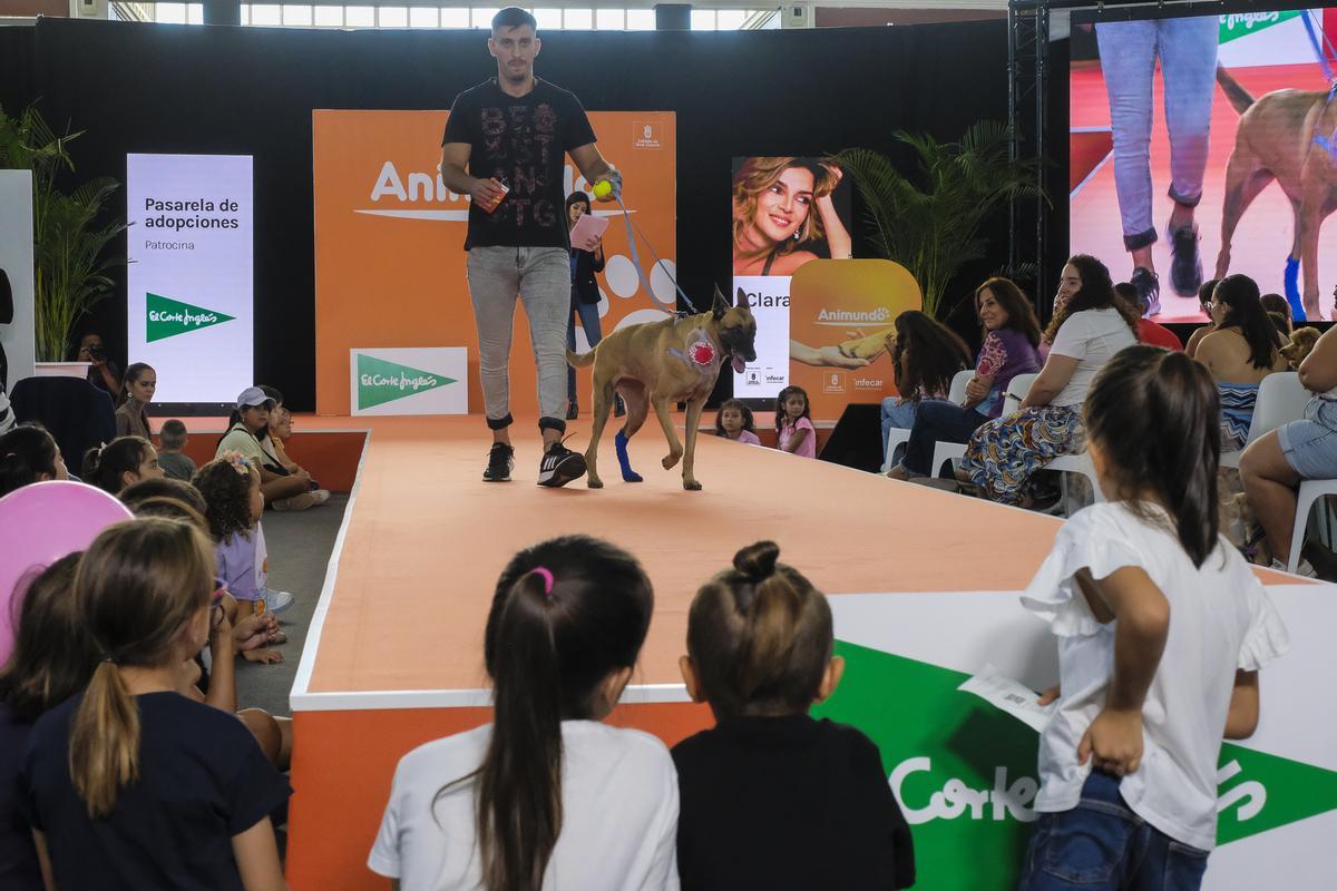 Feria Animundo