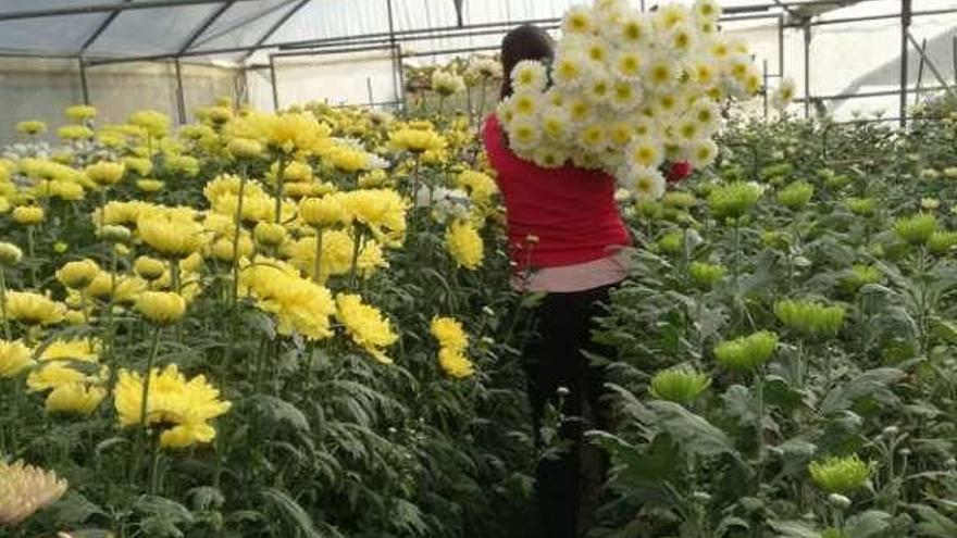 Flores cultivadas en el invernadero de Inés Grande. // FdV