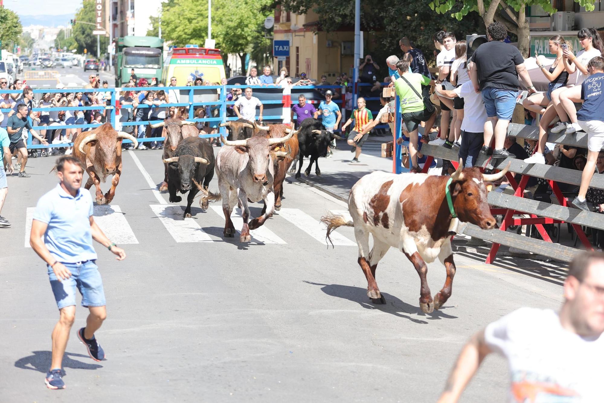 Encierro de cerriles en las fiestas de Sant Pere del Grau