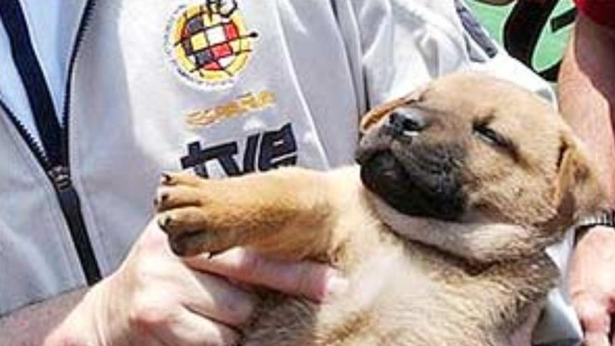 La historia de Camachín, el perro que adoptó la Selección Española para evitar que acabara en un plato de comida