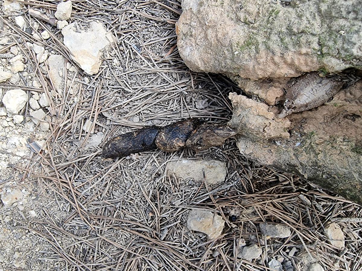 Excremento y ooteca Mantis